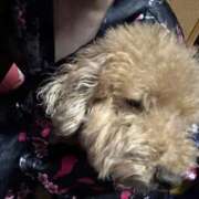 ヒメ日記 2025/12/09 21:14 投稿 ことね いざ候 別館