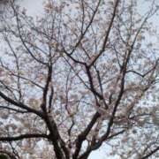 ヒメ日記 2025/04/17 10:32 投稿 しおり 熟女デリヘル倶楽部