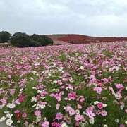 ヒメ日記 2025/05/26 12:53 投稿 しおり 熟女デリヘル倶楽部