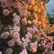 ヒメ日記 2025/05/13 23:53 投稿 あんず おじさま大好き素人オナクラ谷九店