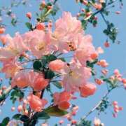 ヒメ日記 2025/06/13 07:13 投稿 あんず おじさま大好き素人オナクラ谷九店