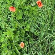 ヒメ日記 2025/04/14 11:02 投稿 たまえ ニューヨークニューヨーク