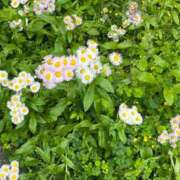 ヒメ日記 2025/05/12 11:02 投稿 たまえ ニューヨークニューヨーク