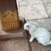 ヒメ日記 2025/07/13 11:26 投稿 たまえ ニューヨークニューヨーク