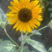 ヒメ日記 2025/08/03 11:13 投稿 たまえ ニューヨークニューヨーク