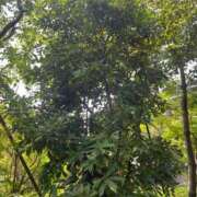 ヒメ日記 2025/08/18 10:41 投稿 たまえ ニューヨークニューヨーク