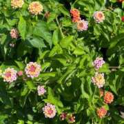 ヒメ日記 2025/09/15 09:59 投稿 たまえ ニューヨークニューヨーク