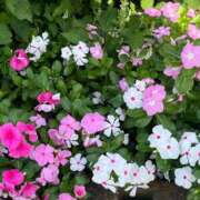 ヒメ日記 2025/10/05 10:24 投稿 たまえ ニューヨークニューヨーク