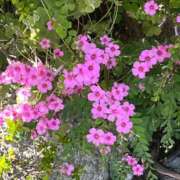 ヒメ日記 2025/10/12 11:02 投稿 たまえ ニューヨークニューヨーク