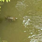 ヒメ日記 2025/11/02 11:16 投稿 たまえ ニューヨークニューヨーク