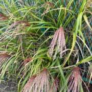 ヒメ日記 2025/11/03 11:00 投稿 たまえ ニューヨークニューヨーク