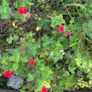 ヒメ日記 2025/11/10 10:18 投稿 たまえ ニューヨークニューヨーク