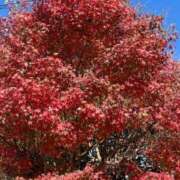 ヒメ日記 2025/12/01 11:26 投稿 たまえ ニューヨークニューヨーク