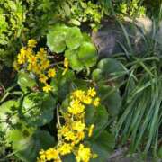 ヒメ日記 2025/12/08 11:48 投稿 たまえ ニューヨークニューヨーク