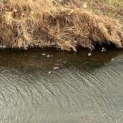 ヒメ日記 2026/01/18 17:48 投稿 たまえ ニューヨークニューヨーク