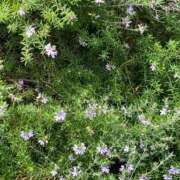 ヒメ日記 2026/02/16 16:32 投稿 たまえ ニューヨークニューヨーク