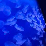 ヒメ日記 2025/06/20 15:57 投稿 あいら 虹色メロンパイ 横浜店