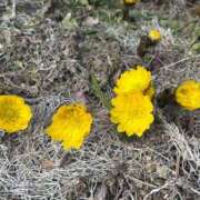 ヒメ日記 2025/04/02 14:28 投稿 ひなか とある風俗店♡やりすぎさーくる新宿大久保店♡で色んな無料オプションしてみました