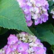 ヒメ日記 2025/05/31 23:37 投稿 こなつ 完熟ばなな 立川