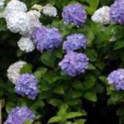 ヒメ日記 2025/06/18 10:10 投稿 こなつ 完熟ばなな 立川