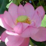 ヒメ日記 2025/07/02 15:17 投稿 こなつ 完熟ばなな 立川