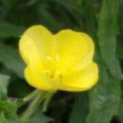 ヒメ日記 2025/07/07 17:47 投稿 こなつ 完熟ばなな 立川