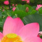 ヒメ日記 2025/07/11 18:36 投稿 こなつ 完熟ばなな 立川