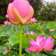 ヒメ日記 2025/07/14 16:37 投稿 こなつ 完熟ばなな 立川