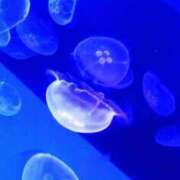 ヒメ日記 2025/07/25 18:27 投稿 こなつ 完熟ばなな 立川