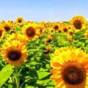 ヒメ日記 2025/08/04 15:57 投稿 こなつ 完熟ばなな 立川