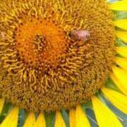 ヒメ日記 2025/08/05 09:37 投稿 こなつ 完熟ばなな 立川