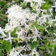 ヒメ日記 2025/09/07 15:37 投稿 こなつ 完熟ばなな 立川