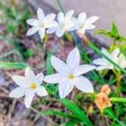 ヒメ日記 2025/09/10 03:17 投稿 こなつ 完熟ばなな 立川