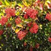 ヒメ日記 2025/09/19 13:27 投稿 こなつ 完熟ばなな 立川