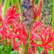 ヒメ日記 2025/09/23 17:07 投稿 こなつ 完熟ばなな 立川