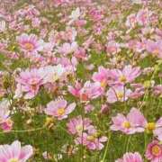 ヒメ日記 2025/09/26 01:47 投稿 こなつ 完熟ばなな 立川