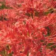 ヒメ日記 2025/09/27 11:37 投稿 こなつ 完熟ばなな 立川