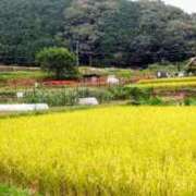 ヒメ日記 2025/10/03 01:47 投稿 こなつ 完熟ばなな 立川