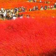 こなつ 深緋(こきあけ)の丘に思いを馳せて　その② 完熟ばなな 立川