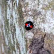 こなつ Ladybird　Ladybird 完熟ばなな 立川