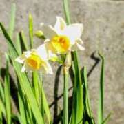 ヒメ日記 2026/01/09 15:47 投稿 こなつ 完熟ばなな 立川