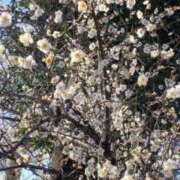 こなつ 春便り3号 完熟ばなな 立川