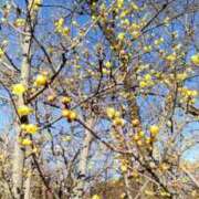 こなつ 月の始めのご挨拶 完熟ばなな 立川