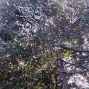 こなつ かつて上った坂道を…… 完熟ばなな 立川