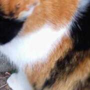 ヒメ日記 2026/02/11 13:37 投稿 こなつ 完熟ばなな 立川