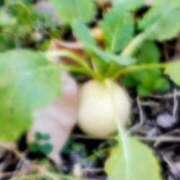 ヒメ日記 2026/02/13 17:57 投稿 こなつ 完熟ばなな 立川