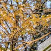 こなつ 「進化樹」を聴きながら、遠き春を想う② 完熟ばなな 立川