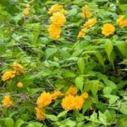 ヒメ日記 2026/04/10 13:17 投稿 こなつ 完熟ばなな 立川