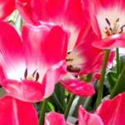 ヒメ日記 2026/04/17 20:17 投稿 こなつ 完熟ばなな 立川