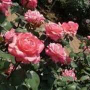 ヒメ日記 2026/04/28 01:37 投稿 こなつ 完熟ばなな 立川